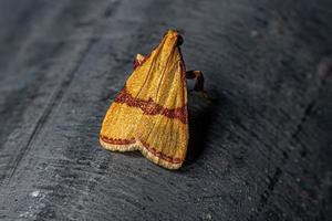 mariposa pirálide de pernas escamosas adulta foto