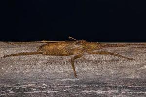 verdadeira ninfa katydid foto