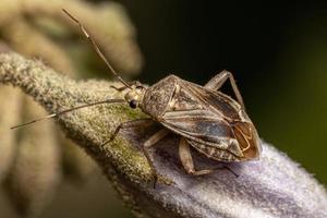 pequeno inseto de planta adulta foto