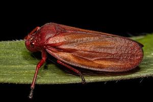 inseto froghopper vermelho adulto foto