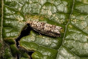 mariposa leafroller tortricida adulta foto