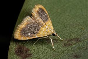 mariposa crambida adulta foto