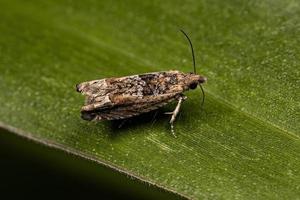 mariposa leafroller tortricida adulta foto