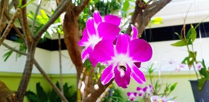 closeup orquídea violeta florescendo com folhas verdes e fundo de construção branco e espaço para cópia. flor roxa fresca no parque jardim. beleza da flora e papel de parede natural. foto