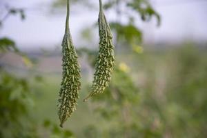 cabaço amargo ou vegetal saudável cru corola pendurado na árvore do jardim com o fundo desfocado foto