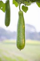 protetor de garrafa verde pendurado no galho da árvore do jardim com o fundo desfocado foto