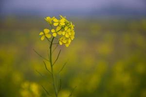 foco de close-up uma bela flor de colza amarela desabrochando com fundo desfocado foto