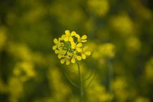 foco de close-up uma bela flor de colza amarela desabrochando com fundo desfocado foto