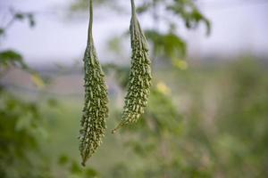 cabaço amargo ou vegetal saudável cru corola pendurado na árvore do jardim com o fundo desfocado foto