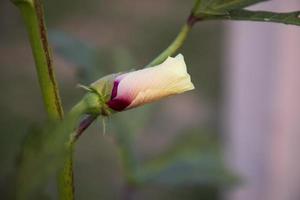 botão de flor de dedo de belas senhoras com fundo desfocado foto