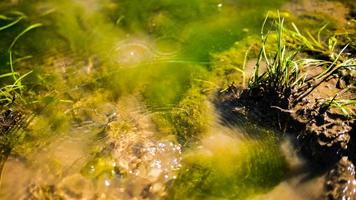 poça de água com algas, areia e grama foto