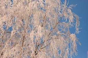 a árvore está coberta de gelo no inverno foto