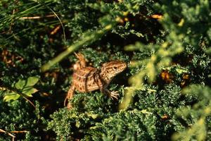 lagarto closeup senta-se na grama verde foto