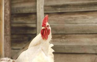 galo esticou o pescoço com curiosidade. galo branco espiando foto