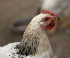 galinha branca com plumagem cinza no pescoço foto de perfil. fechar retrato de perfil