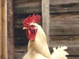 retrato de um galo branco com um olhar ameaçador contra o fundo de uma cerca de madeira. perfil de uma galinha macho adulto foto