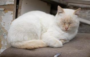 gato de rua branco e gordo com nariz ruivo, orelhas e rabo fica com os olhos fechados dorme na rua em um banquinho coberto de pano ao lado de móveis antigos foto