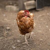 a velha e sonolenta galinha ruiva encolheu e fica em uma perna só. conceito de congelamento de galinha foto