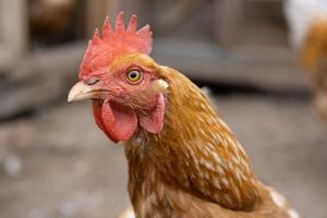 galinha ruiva com grande vieira vermelha olha para o espectador - retrato aproximado foto