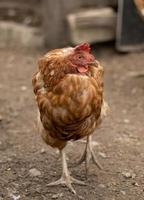 foto vertical de uma galinha vermelha de pé em uma perna e se encolhendo no frio. frango doméstico está congelando lá fora