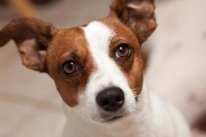 retrato de cachorro jack russell terrier foto