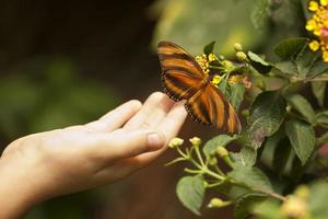 mão de criança tocando uma borboleta de tigre de carvalho na flor foto