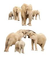 família de elefantes isolados foto