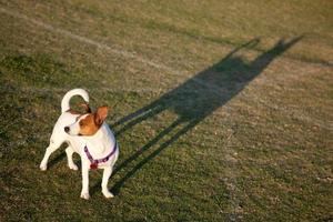 jack russell terrier no parque foto