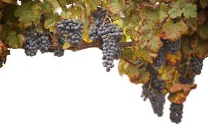 belo vinhedo de uva exuberante em branco foto