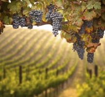 belo vinhedo de uva exuberante foto