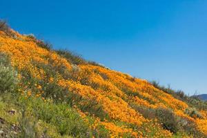 as papoulas sazonais da Califórnia florescem paisagem foto