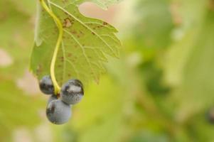 uvas e vinhas foto