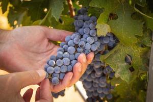 mãos de agricultora segurando cacho de uvas maduras na vinha. foto