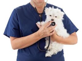 veterinária feminina com estetoscópio segurando jovem cachorro maltês isolado no branco foto