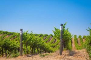 bela fazenda de vinhedos de uvas para vinho ao sol da tarde. foto