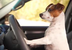 jack russell terrier, desfrutando de um passeio de carro foto