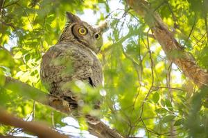 a grande coruja de chifres de olhos amarelos descansando na árvore foto