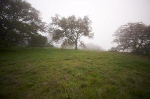 campo nublado e carvalhos foto