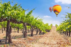 balões de ar quente voando acima do belo vinhedo verde. foto