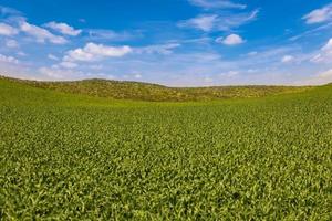 paisagem verdejante de terras agrícolas com céu azul foto