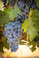 belos alqueires de uva para vinho exuberantes na vinha foto