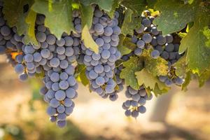 belos alqueires de uva para vinho exuberantes na vinha foto