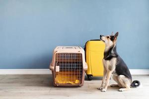 cão de raça misturada bonito sentado por transportadora de animais de estimação de viagem, fundo de parede azul foto