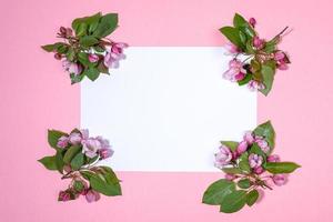 galhos de macieira florescendo ou cereja dispostos nos cantos do lençol branco vazio no pano de fundo rosa. copie o espaço. vista do topo. foto