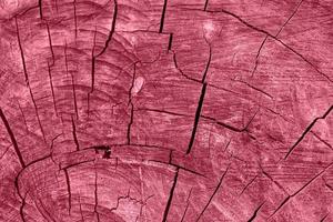 textura natural de madeira envelhecida com rachaduras radiais tonificando na cor 2023 viva magenta. foto