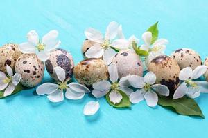 fundo de Páscoa festivo de close-up com ovos de codorna manchados e flores de macieira branca em fundo de madeira turquesa. foto