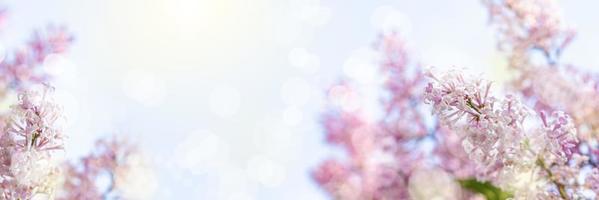 ramos lilás iluminados pelo sol no fundo do céu azul com foguetes e bokeh. lindo projeto de primavera. copie o espaço. bandeira larga. foto