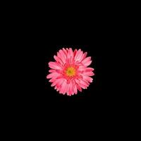 uma flor gerbera rosa suave isolada em fundo preto. copie o espaço. foto