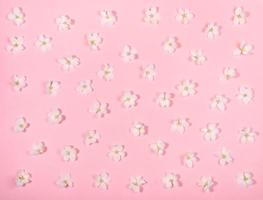 fundo floral festivo - padrão de vista superior de flores brancas de macieiras dispostas uniformemente em pano de fundo rosa suave. foto