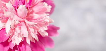 close-up de linda flor de peônia rosa fresca e delicada em fundo cinza com espaço de cópia. foco suave. foto